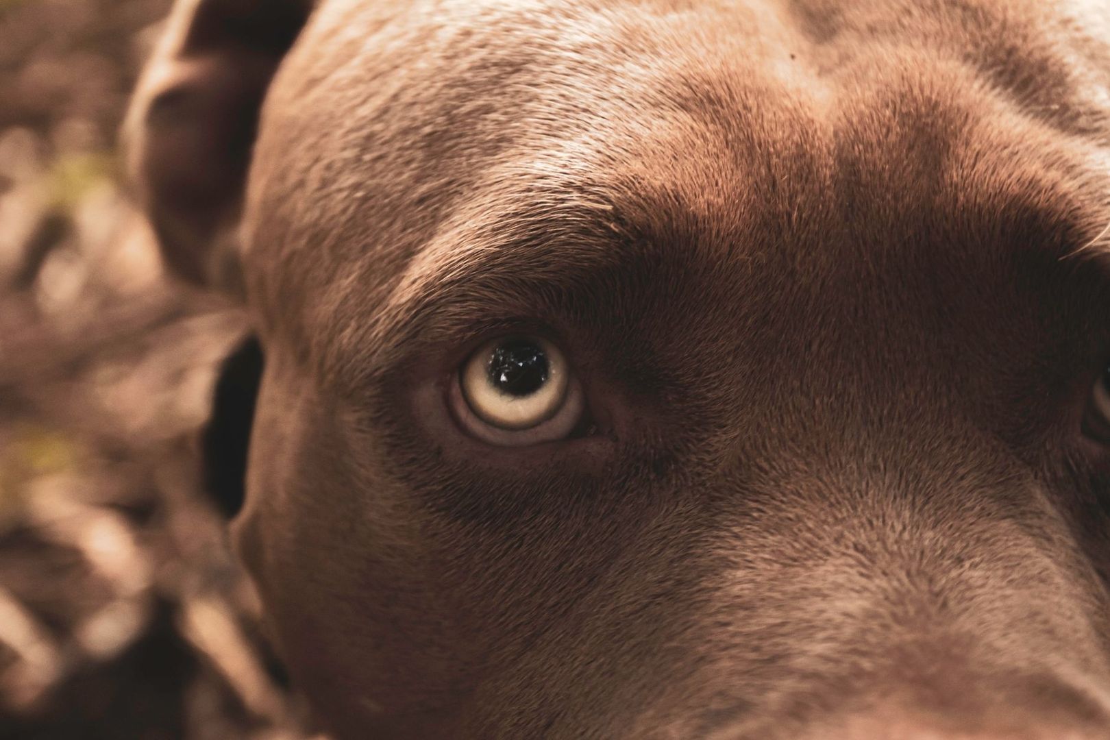 Close-up van het oog van een Staffordshire Bull Terrier