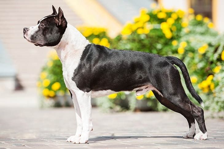 Zwart-witte Staffordshire Bull Terriër staand buiten bij gele bloemen
