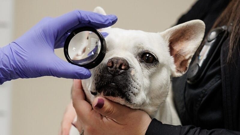 Dierenarts onderzoekt het oog van een witte Stafford met een loep
