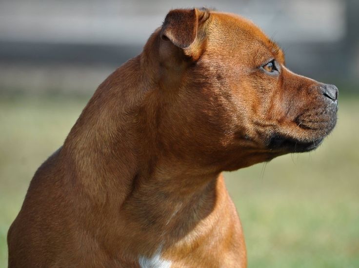 Profielportret van een roodbruine Staffordshire Bull Terrier