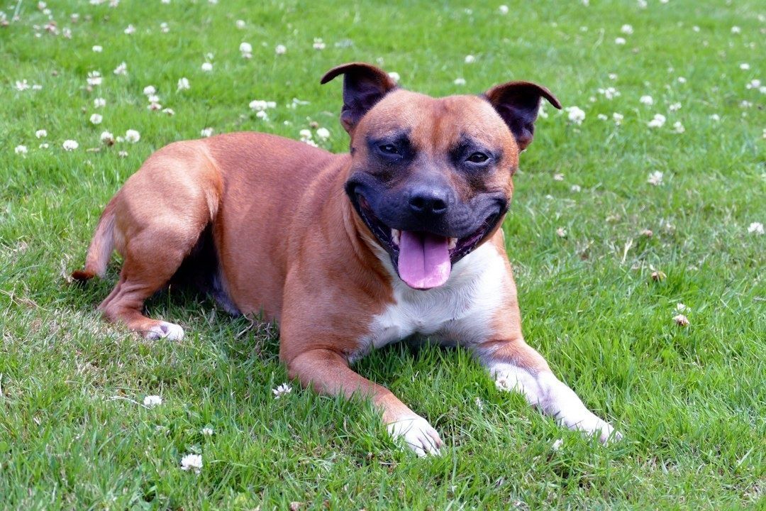Bruin-witte Staffordshire bullterriër liggend in een bloeiend grasveld