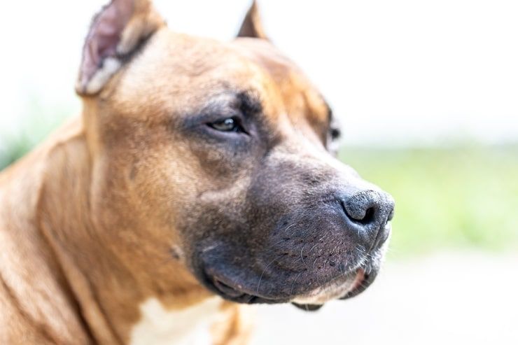 Close-up van een Staffordachtige hond met brede kop en korte snuit