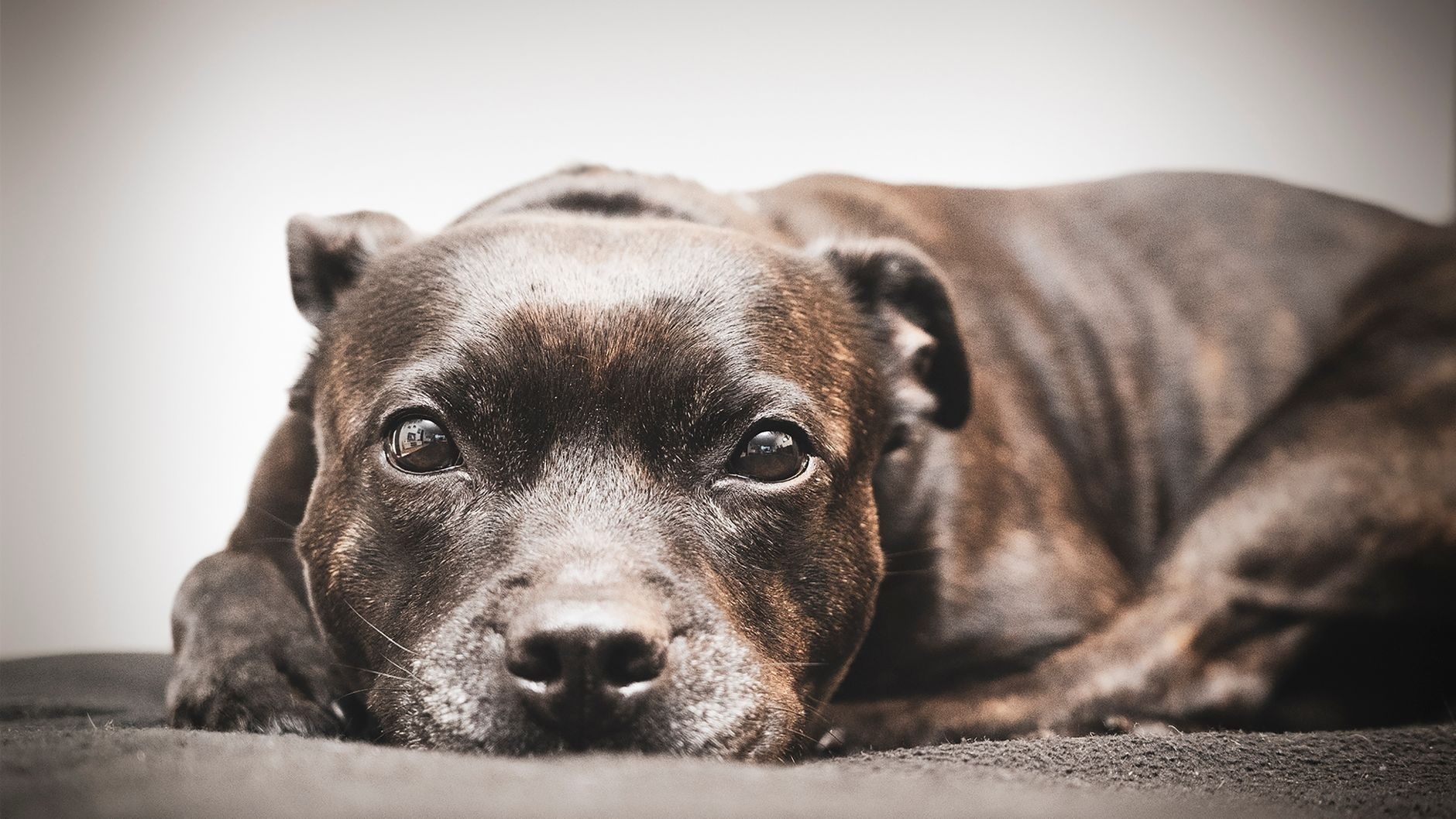 Close-up van een gespierde Staffordshire Bull Terrier die op de grond ligt